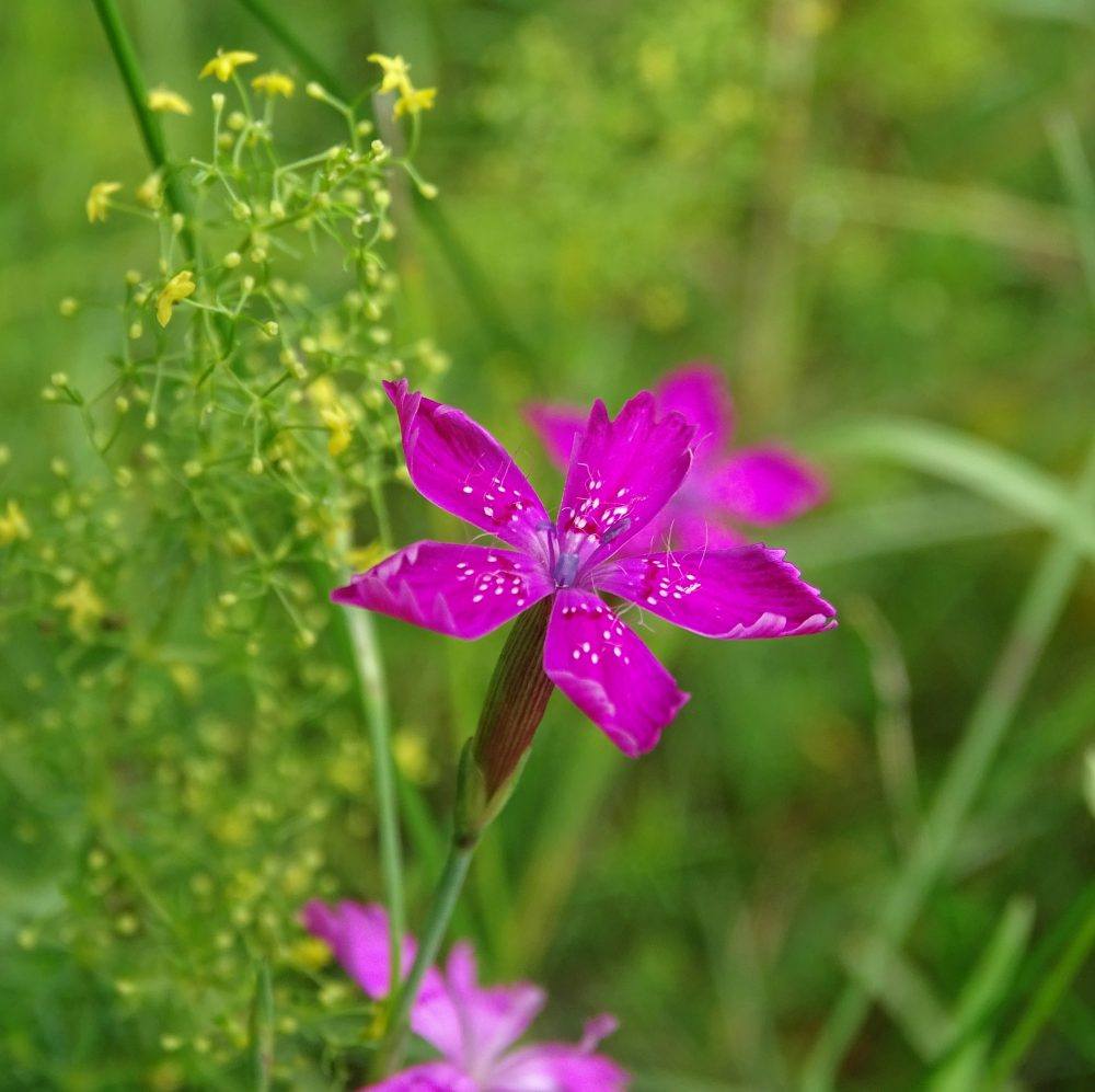 Steenanjer